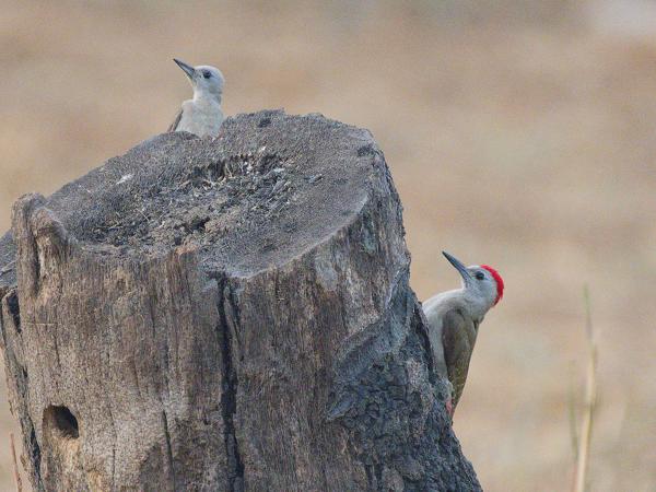 <h3><a href="/trips/gambia/biota/animalia/chordata/aves/039 piciformes/009 picidae/dendropicos goertae/dendropicos goertae-nl.html">Dendropicos&nbsp;goertae</a> / African&nbsp;grey&nbsp;woodpecker / Grijsgroene&nbsp;specht</h3>OM-1 Mark II met OLYMPUS M.150-400mm F4.5 TC, 1/125 sec  bij F5.6, ISO 10000, afstand 26.7&nbsp;m